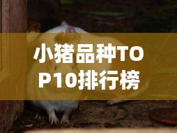 小豬品種TOP10排行榜，你不知道的十大豬種！