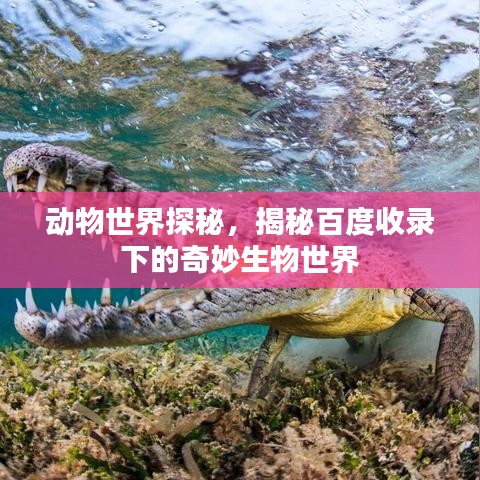 動物世界探秘，揭秘百度收錄下的奇妙生物世界