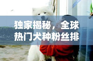 獨家揭秘，全球熱門犬種粉絲排行榜前十，誰最受歡迎？
