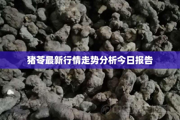 豬苓最新行情走勢(shì)分析今日?qǐng)?bào)告