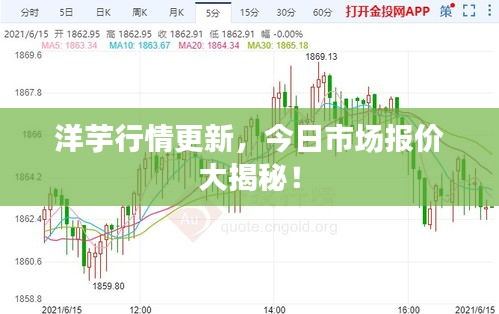 洋芋行情更新，今日市場報價大揭秘！