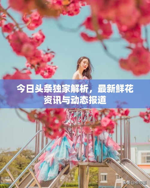 今日頭條獨(dú)家解析，最新鮮花資訊與動(dòng)態(tài)報(bào)道