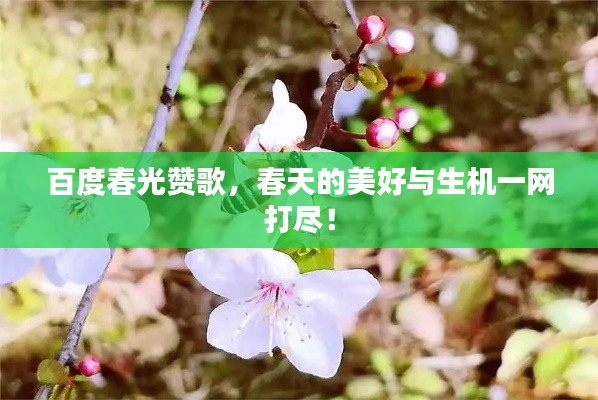 百度春光贊歌，春天的美好與生機一網(wǎng)打盡！