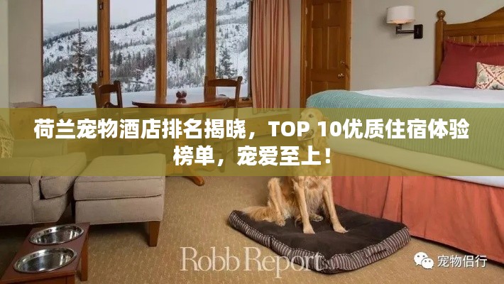 荷蘭寵物酒店排名揭曉，TOP 10優(yōu)質(zhì)住宿體驗榜單，寵愛至上！