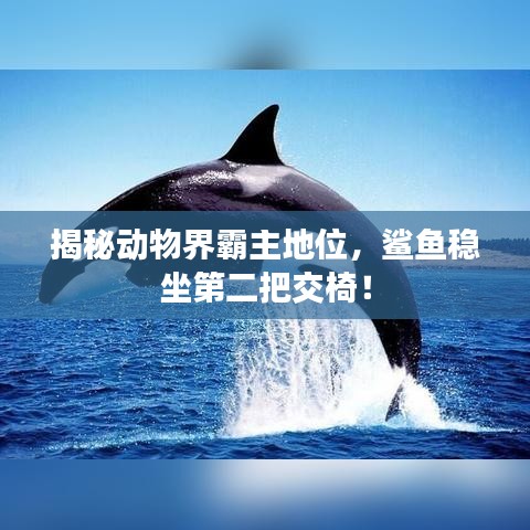 揭秘動(dòng)物界霸主地位，鯊魚(yú)穩(wěn)坐第二把交椅！