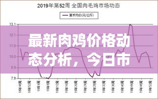 最新肉雞價格動態(tài)分析，今日市場行情一覽