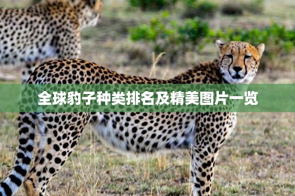 全球豹子種類排名及精美圖片一覽