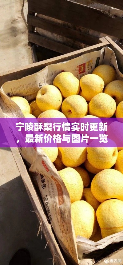 寧陵酥梨行情實時更新，最新價格與圖片一覽