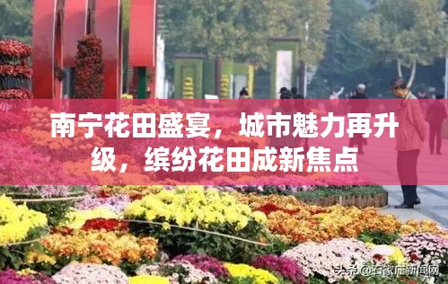 南寧花田盛宴，城市魅力再升級，繽紛花田成新焦點(diǎn)