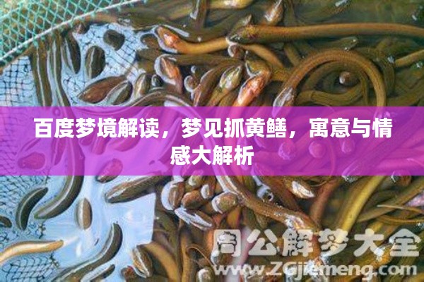 百度夢境解讀，夢見抓黃鱔，寓意與情感大解析