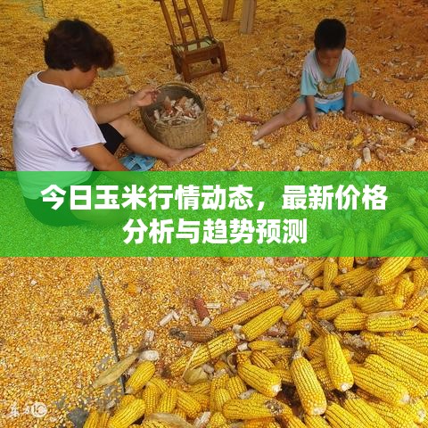 今日玉米行情動(dòng)態(tài)，最新價(jià)格分析與趨勢(shì)預(yù)測(cè)