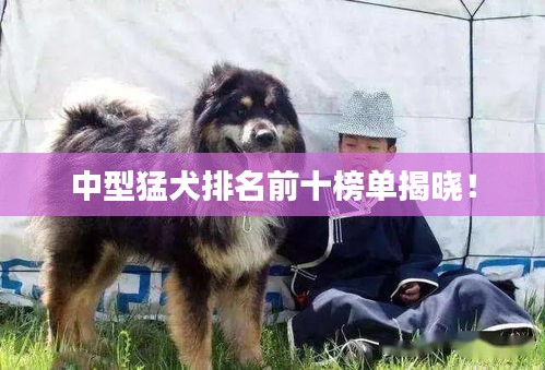 中型猛犬排名前十榜單揭曉！
