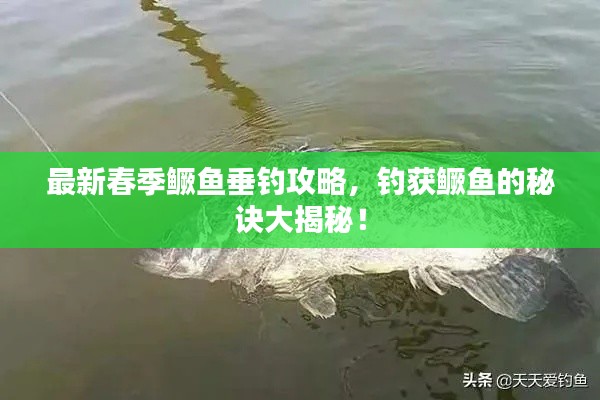 最新春季鱖魚(yú)垂釣攻略，釣獲鱖魚(yú)的秘訣大揭秘！