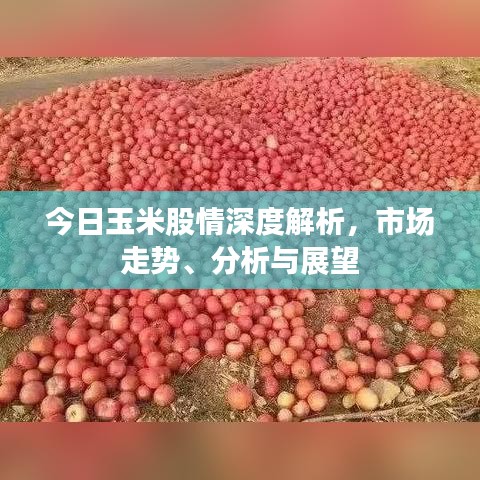 今日玉米股情深度解析，市場(chǎng)走勢(shì)、分析與展望