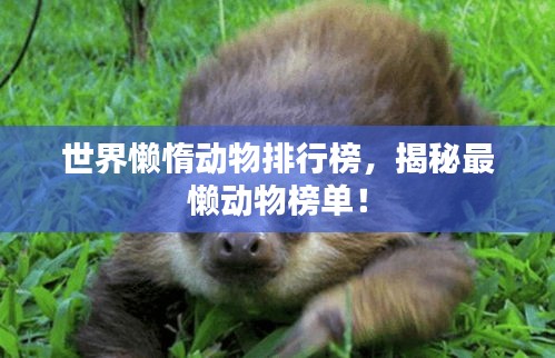 世界懶惰動(dòng)物排行榜，揭秘最懶動(dòng)物榜單！