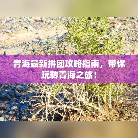 青海最新拼團(tuán)攻略指南，帶你玩轉(zhuǎn)青海之旅！
