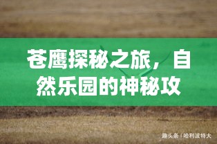 蒼鷹探秘之旅，自然樂園的神秘攻略
