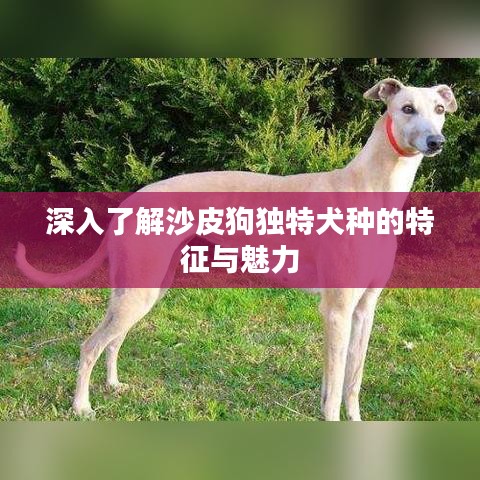 深入了解沙皮狗獨特犬種的特征與魅力