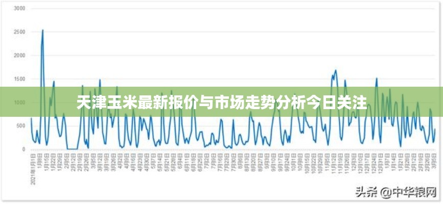 天津玉米最新報價與市場走勢分析今日關注