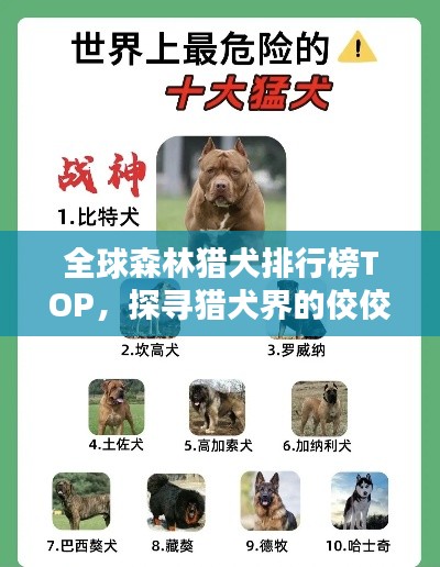 全球森林獵犬排行榜TOP，探尋獵犬界的佼佼者