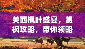 關(guān)西楓葉盛宴，賞楓攻略，帶你領(lǐng)略秋日美景！