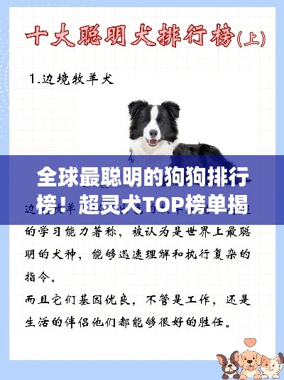 全球最聰明的狗狗排行榜！超靈犬TOP榜單揭曉！