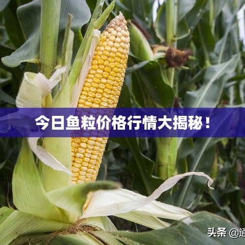 今日魚粒價格行情大揭秘！