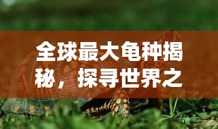 全球最大龜種揭秘，探尋世界之最龜種，百度收錄不容錯過！